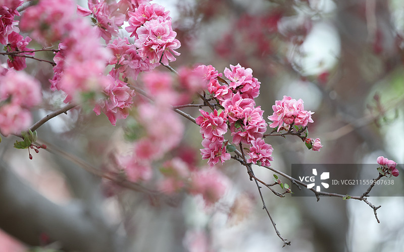 晴朗天气北京元大都遗址公园海棠花溪枝头盛开的凯尔斯西府海棠等组图图片素材
