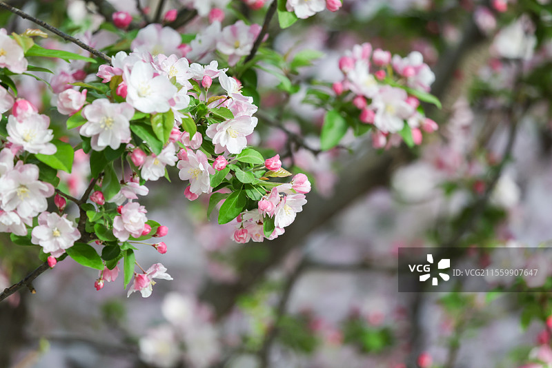 晴朗天气北京元大都遗址公园海棠花溪枝头盛开的凯尔斯西府海棠等组图图片素材