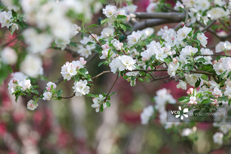 晴朗天气北京元大都遗址公园海棠花溪枝头盛开的凯尔斯西府海棠等组图图片素材
