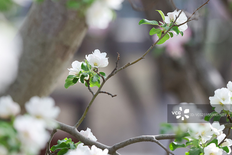 晴朗天气北京元大都遗址公园海棠花溪枝头盛开的凯尔斯西府海棠等组图图片素材