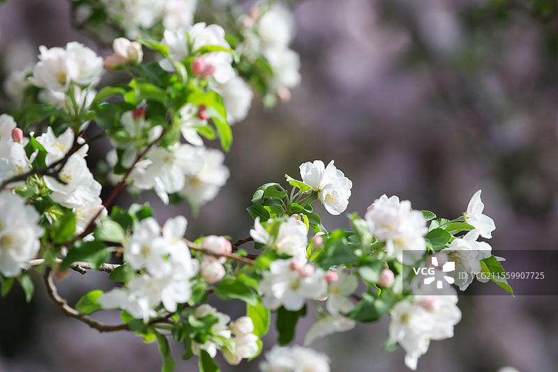 晴朗天气北京元大都遗址公园海棠花溪枝头盛开的凯尔斯西府海棠等组图图片素材