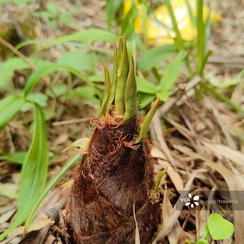 雨后春笋图片素材