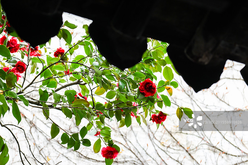 苏州古典园林吴下名园之冠留园十八景之一古木交柯假山山茶花图片素材