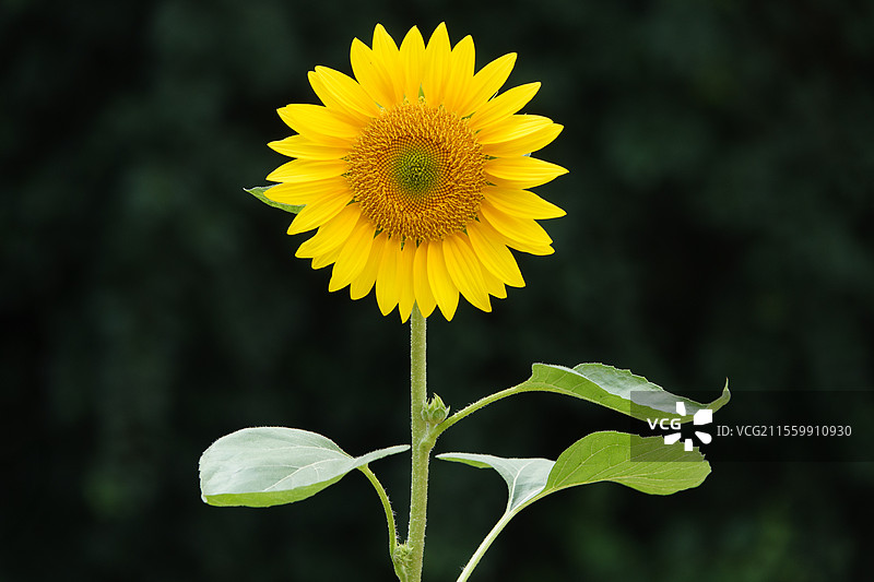 一朵向日葵特写，高考冲刺，一举夺魁图片素材