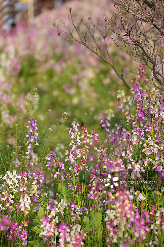 无锡花星球柳穿鱼花海图片素材