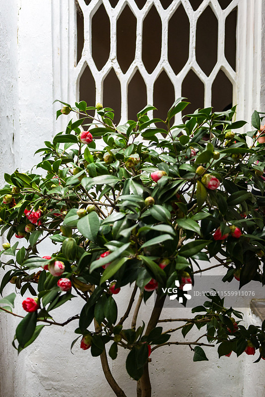 苏州古典园林吴下名园之冠留园十八景之一古木交柯假山山茶花图片素材