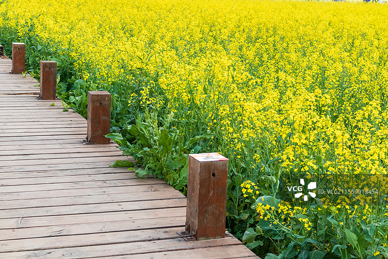 苏州吴中同里北联村春季油菜花盛开风光图片素材