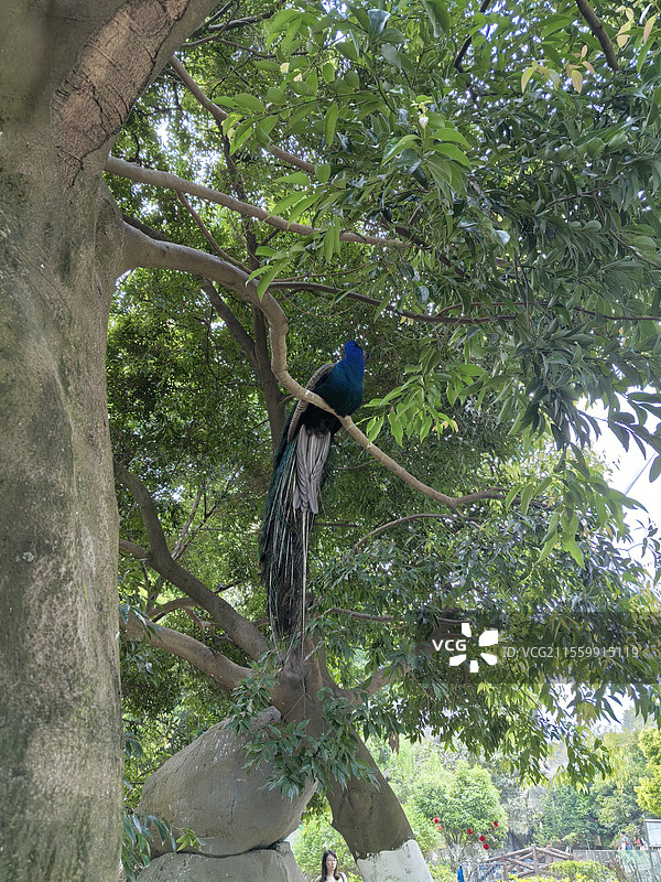 孔雀 成都 塔子山公园 鸟语林20250404图片素材