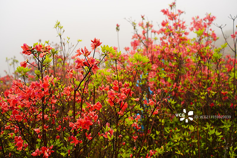 杜鹃花，天露山图片素材
