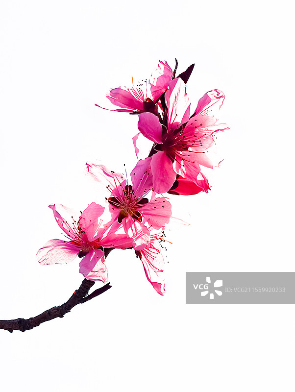 绮桃弄影：娇蕊斜枝醉晴晖图片素材