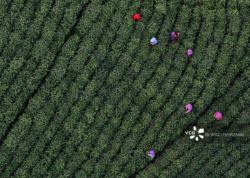 每年清明节期间都是采茶的旺季，信阳董家河乡的茶农在茶山上忙着采茶。图片素材