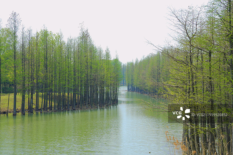 太湖国家湿地公园水杉林图片素材
