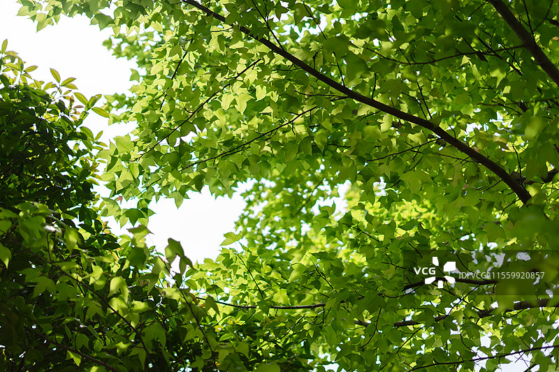 阳光穿过树叶图片素材