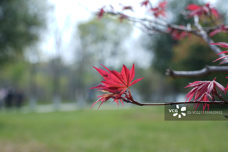 苏州太湖国家湿地公园图片素材