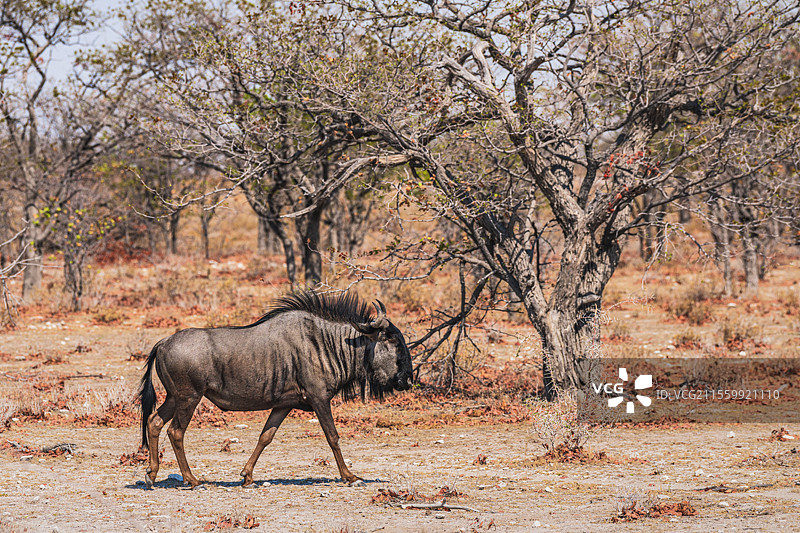 纳米比亚埃托沙自然保护区角马图片素材