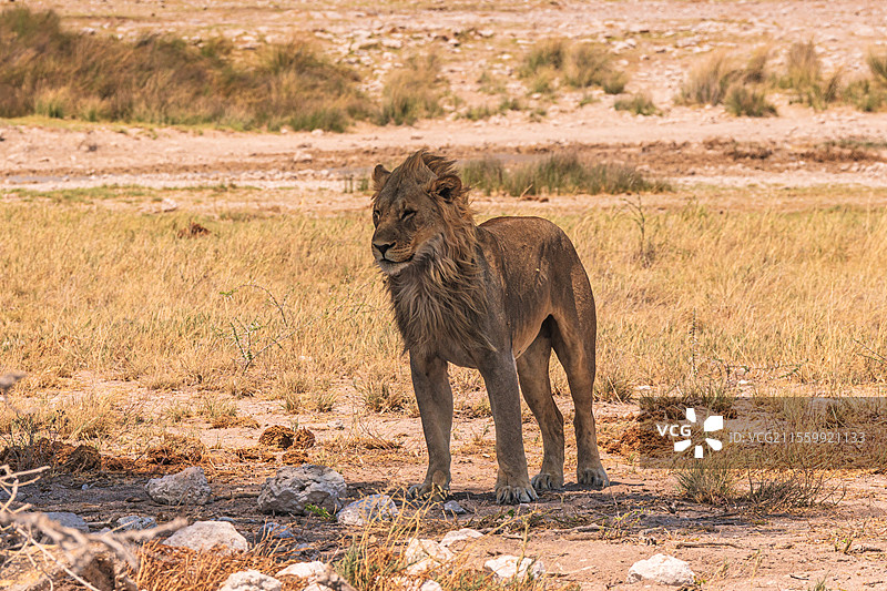 纳米比亚埃托沙自然保护区狮子图片素材