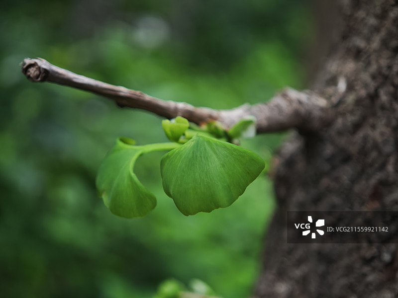 春天绿色树枝上绿叶生长图片素材