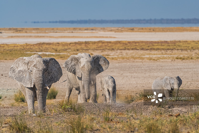纳米比亚埃托沙自然保护区大象图片素材