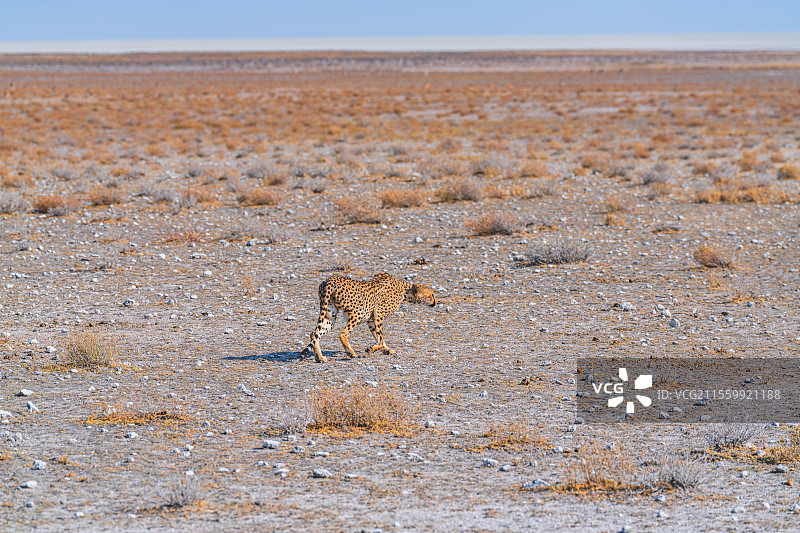 非洲纳米比亚埃托沙自然保护区猎豹图片素材