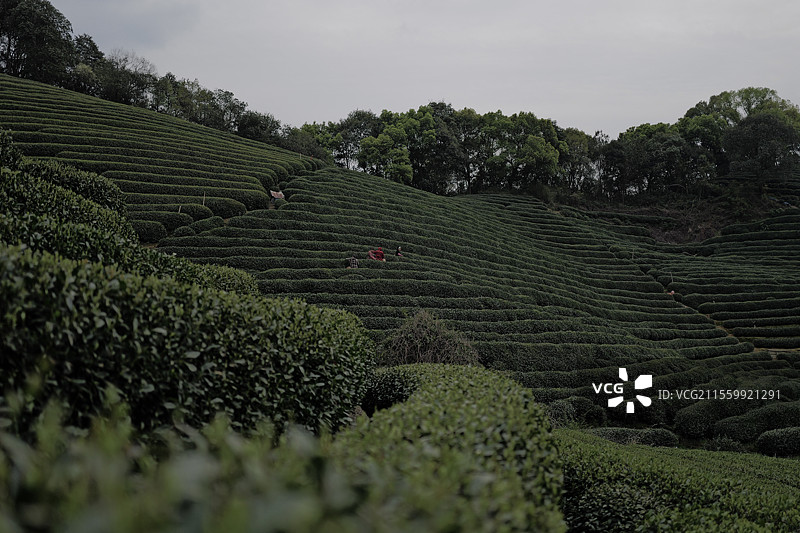 茶山/大清谷图片素材