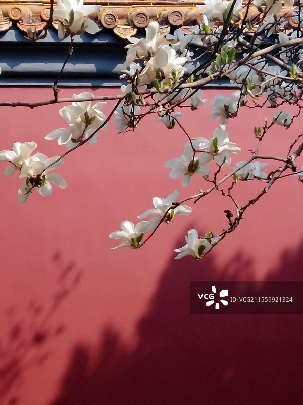 北京中南海红墙外白玉兰图片素材