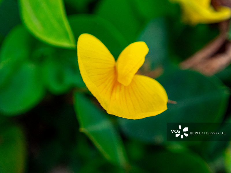 蔓花生，豆科落花生属多年生草本植物图片素材