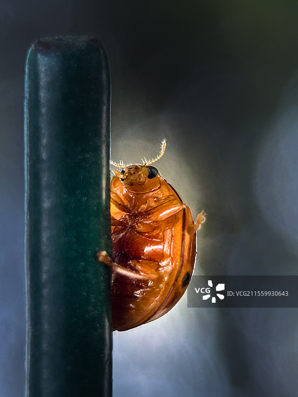 哈啰 ！你是谁？在干什么！（瓢虫）图片素材