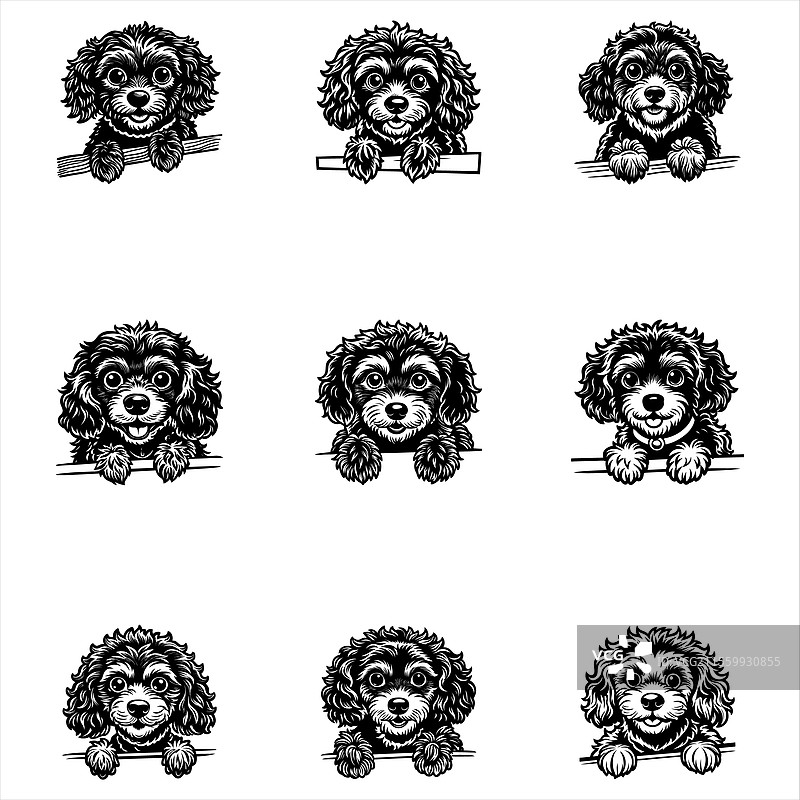 偷看的贵宾犬图片素材