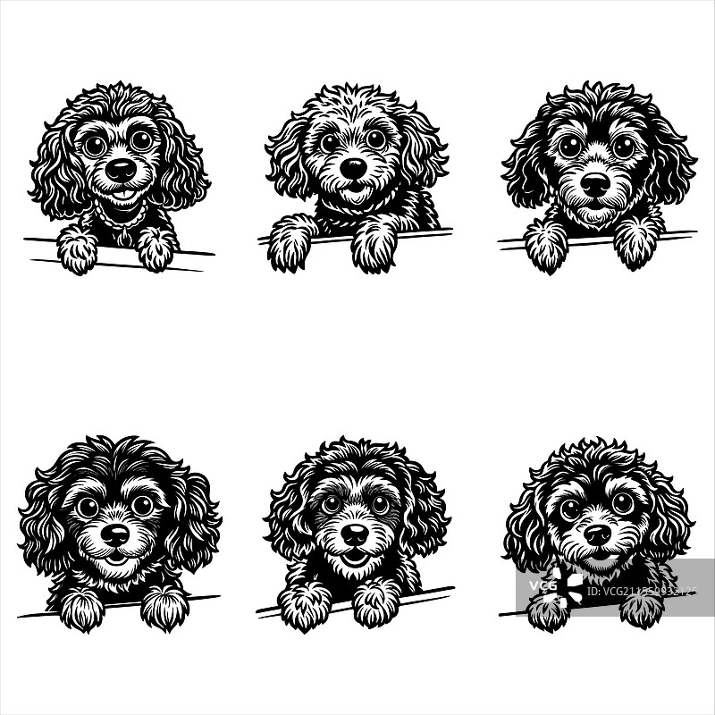 偷看的小贵宾犬脸庞图片素材