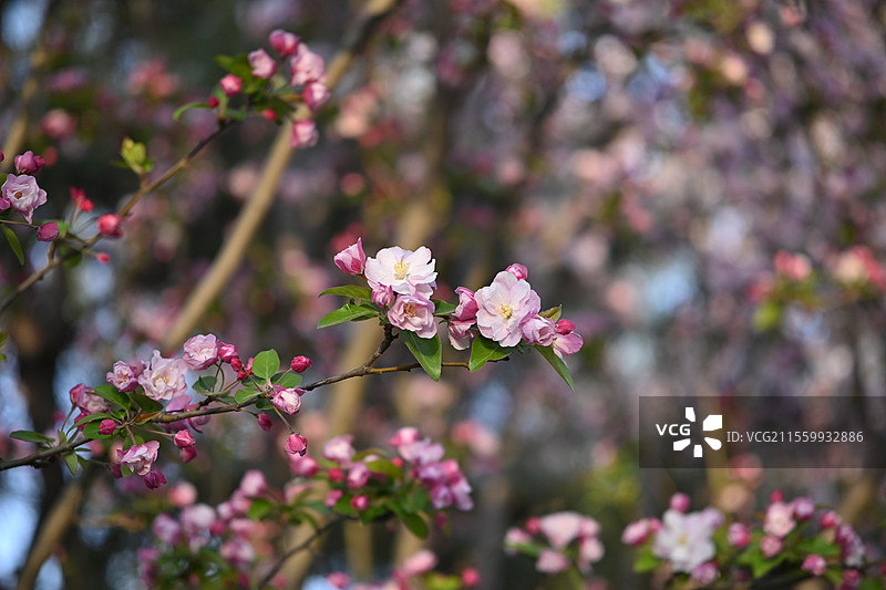 念坛公园海棠—柔辉盈棠图片素材