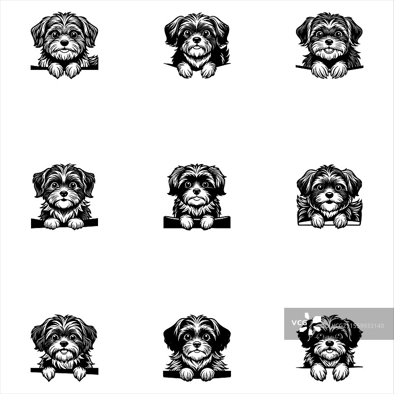 偷看的西施犬图片素材