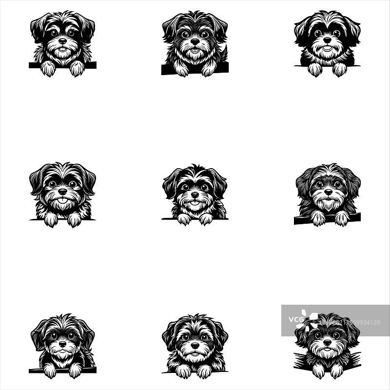 探出头来的西施犬狗脸图片素材