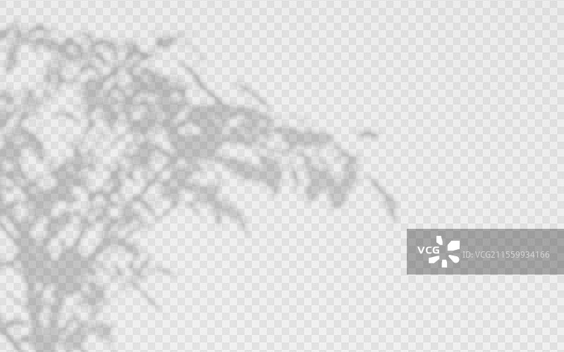 树枝投射的阴影覆盖在一个孤立的背景上图片素材