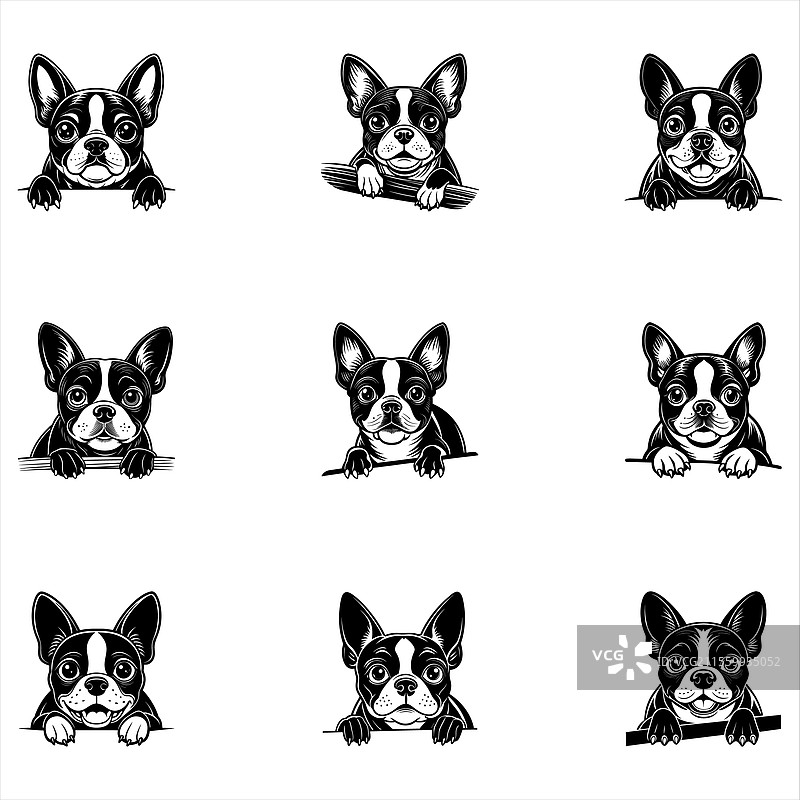 偷看的波士顿犬图片素材