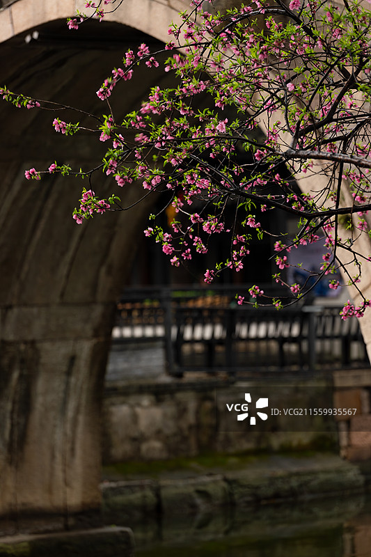 桃花映西塘图片素材