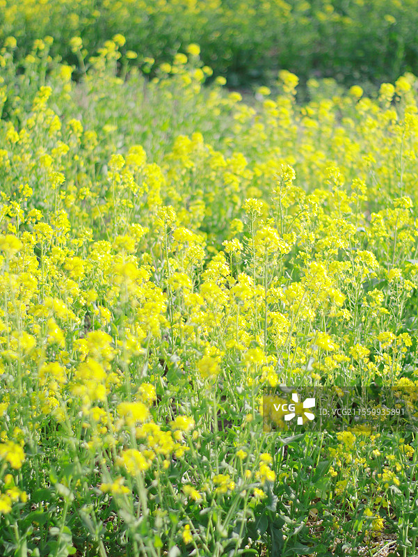 京城梨园春景图片素材
