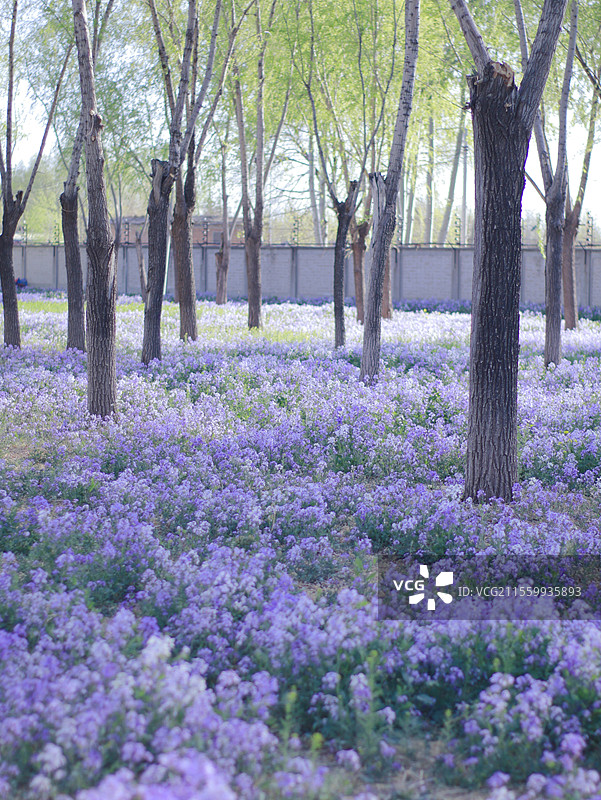 京城梨园春景图片素材