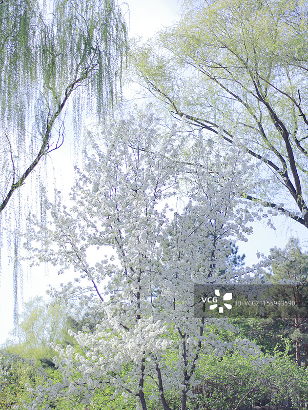 京城梨园春景图片素材