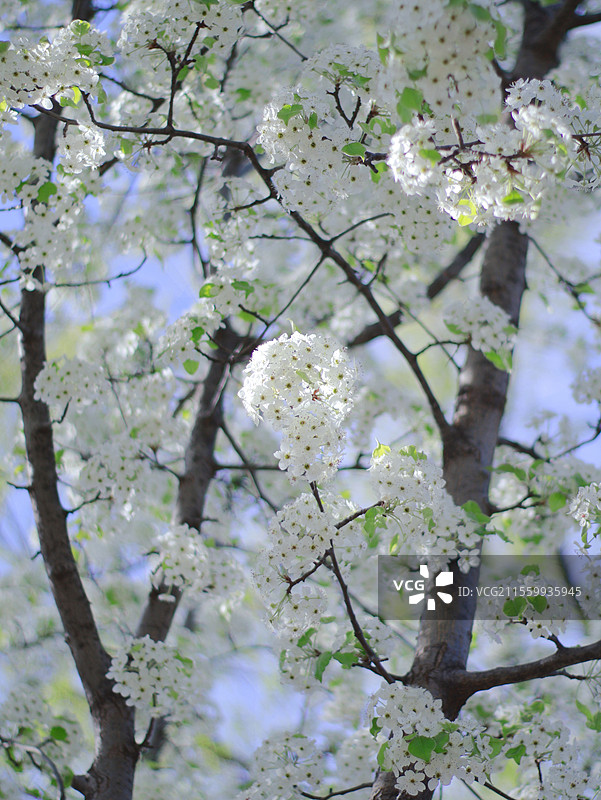 京城梨园春景图片素材