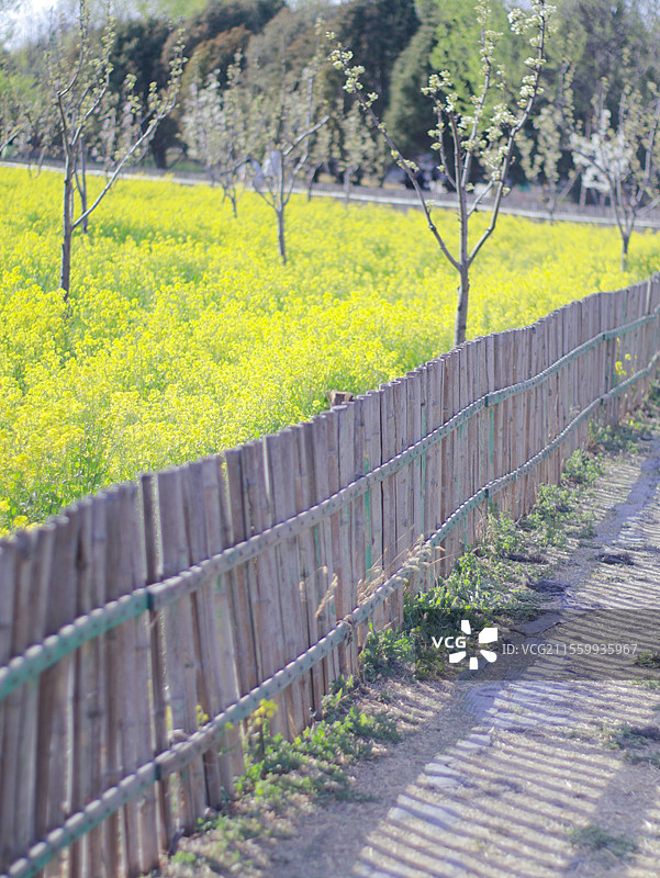 京城梨园春景图片素材