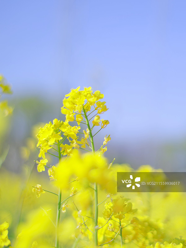 京城梨园春景图片素材