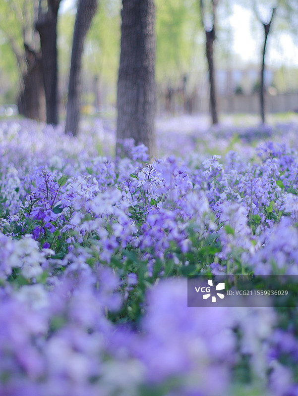 京城梨园春景图片素材