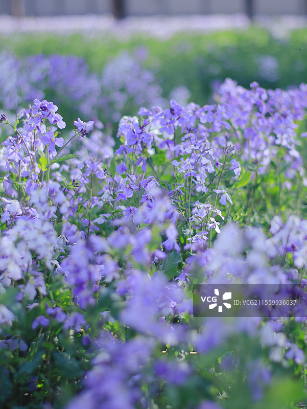 京城梨园春景图片素材