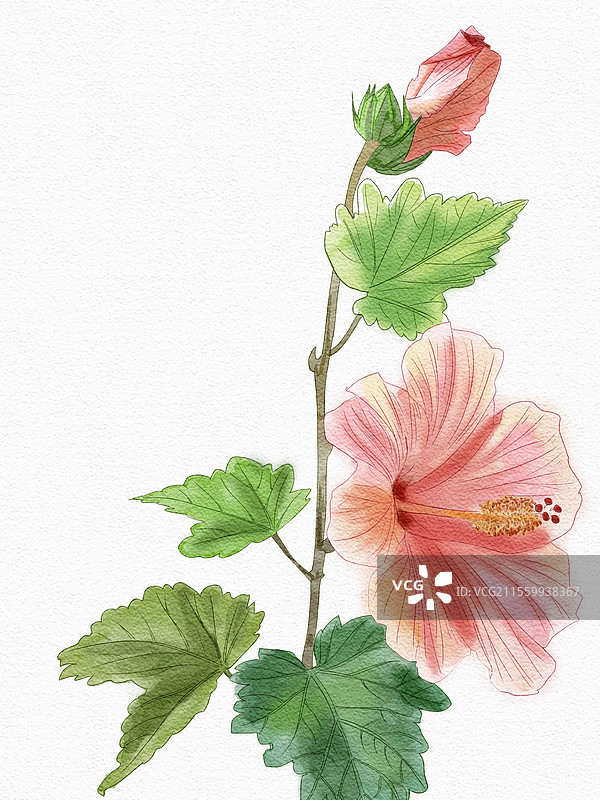 木槿花图片素材