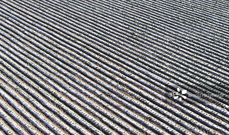 山东枣庄山亭区农民覆膜播种的早春马铃薯出苗整齐长势好图片素材