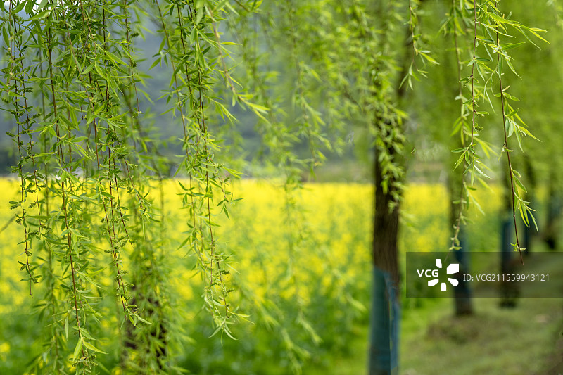 春风吹拂着春天的杨柳枝条图片素材