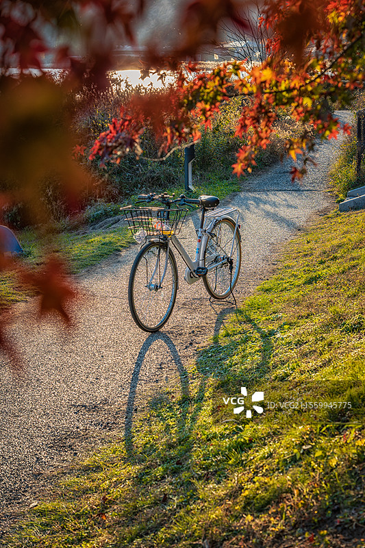 日本枫叶季枫叶与自行车图片素材
