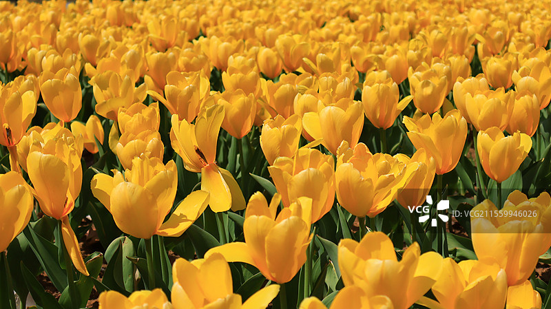 公园的郁金香们图片素材