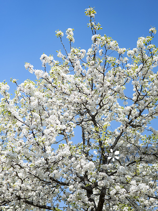 潍坊浞河风景区图片素材