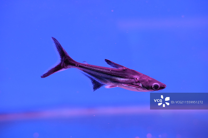 热带鱼蓝鲨。淡水鱼图片素材